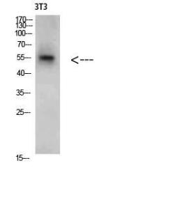 Western blot analysis of 3T3 cells using Anti-CREB3 Antibody