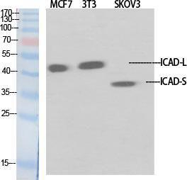 Western blot analysis of various cells using Anti-DFFA Antibody