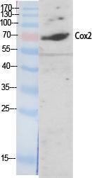 Western blot analysis of various cells using Anti-Cox2 Antibody