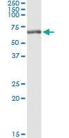 Anti-NEK3 Polyclonal Antibody Pair