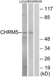 Western blot analysis of lysates from LOVO and RAW264.7 cells using Anti-CHRM5 Antibody. The right hand lane represents a negative control, where the Antibody is blocked by the immunising peptide