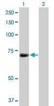 Anti-KPNA1 Rabbit Polyclonal Antibody