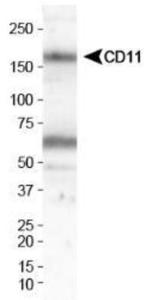 Anti-CD11B/C Rabbit Polyclonal Antibody