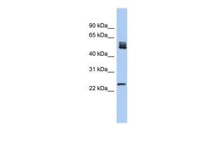 Anti-SRSF7 Rabbit Polyclonal Antibody