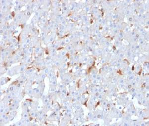 Antibody anti-C1QB C1QB2962 100 µg