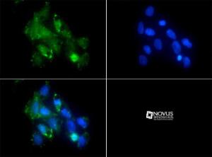 Anti-CD11B/C Rabbit Polyclonal Antibody