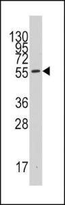 Anti-IDO1 Rabbit Polyclonal Antibody