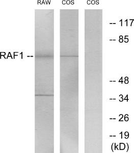 Western blot analysis of lysates from RAW264.7/COS-7 using Anti-C-RAF Antibody. The right hand lane represents a negative control, where the antibody is blocked by the immunising peptide