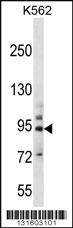 Anti-PCDHB14 Rabbit Polyclonal Antibody