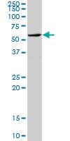 Anti-KPNA1 Rabbit Polyclonal Antibody