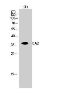 Western blot analysis of 3T3 cells using Anti-DFFA Antibody