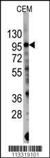 Anti-PIK3CG Rabbit Polyclonal Antibody (APC (Allophycocyanin))