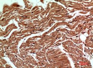 Immunohistochemical analysis of paraffin-embedded human heart using Anti-CD59 Antibody