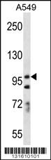 Anti-PCDH7 Rabbit Polyclonal Antibody