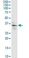 Anti-KLF2 Mouse Monoclonal Antibody [clone: 1D12]