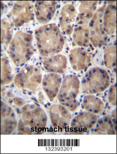 Anti-RPL27 Rabbit Polyclonal Antibody