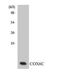 Western blot analysis of the lysates from HUVEC cells using Anti-COX6C Antibody