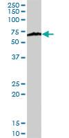 Anti-KPNA1 Rabbit Polyclonal Antibody