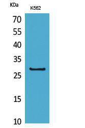 Western blot analysis of K562 cells using Anti-CD58 Antibody