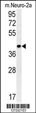 Anti-RNF208 Rabbit Polyclonal Antibody