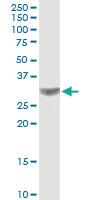 Anti-CACNG3 Mouse Polyclonal Antibody