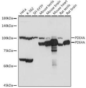 Anti-PDE4A Rabbit Polyclonal Antibody