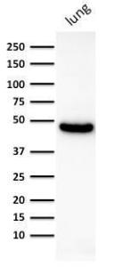 Western blot analysis of human lung lysate using Anti-Cytokeratin 19 Antibody [KRT19/800]