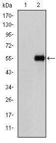 Anti-ENG Mouse monoclonal antibody unconjugated [clone: 3A9]