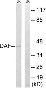 Western blot analysis of lysates from Jurkat cells using Anti-CD55 Antibody. The right hand lane represents a negative control, where the antibody is blocked by the immunising peptide.