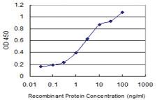 Anti-WWP1 Mouse Monoclonal Antibody [clone: 2B7]