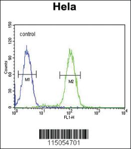 Anti-CNOT8 Rabbit Polyclonal Antibody