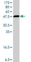 Anti-LAP3 Mouse Polyclonal Antibody