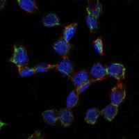 Anti-ENG Mouse monoclonal antibody unconjugated [clone: 3A9]