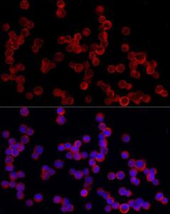 Anti-PDE4A Rabbit Polyclonal Antibody