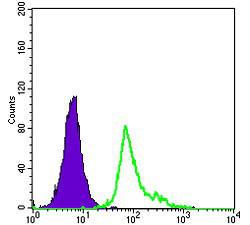 Anti-ENG Mouse monoclonal antibody unconjugated [clone: 3A9]