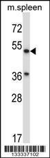 Anti-ABHD3 Rabbit Polyclonal Antibody (FITC (Fluorescein Isothiocyanate))