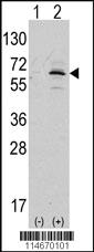 Anti-NAE1 (APPBP1) Rabbit Polyclonal Antibody