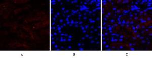 Immunofluorescence analysis of human kidney tissue using Anti-Cox2 Antibody (red) at 1:200 (4°C overnight). Cy3 labelled secondary antibody was used at 1:300 (RT 50min). Panel A: Target. Panel B: DAPI. Panel C: Merge.