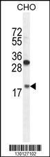 Anti-RPL27A Rabbit Polyclonal Antibody (FITC (Fluorescein Isothiocyanate))