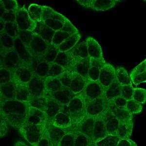 Immunofluorescent analysis of PFA fixed MCF-7 cells stained with Anti-EIF2S1 Antibody [PCRP-EIF2S1-1E2] followed by Goat Anti-Mouse IgG (CF&#174; 488) (Green)