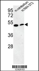 Anti-MAPK9 Rabbit Polyclonal Antibody