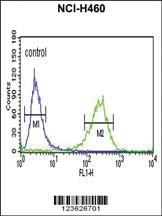 Anti-MAPK9 Rabbit Polyclonal Antibody