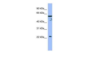 Anti-FAIM Rabbit Polyclonal Antibody