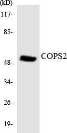 Western blot analysis of the lysates from 293 cells using Anti-COPS2 Antibody