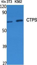 Western blot analysis of various cells using Anti-CTPS Antibody