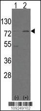 Anti-NFE2L2 Rabbit Polyclonal Antibody