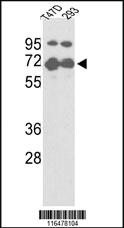 Anti-NFE2L2 Rabbit Polyclonal Antibody