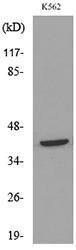 Western blot analysis of lysate from K562 cells using Anti-CD48 Antibody