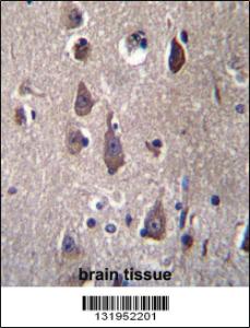 Anti-PCDHB12 Rabbit Polyclonal Antibody