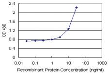 Anti-ENG Polyclonal Antibody Pair